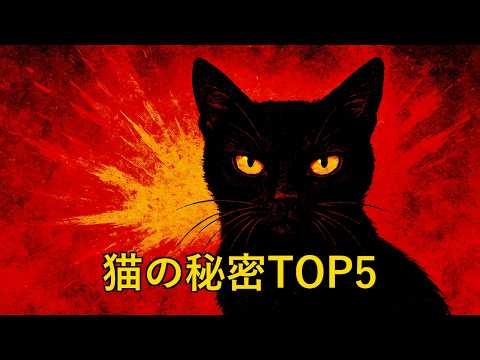 【猫好き必見】猫の知られざる能力TOP5！あなたの愛猫の秘密