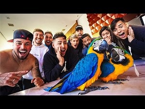 REAÇÃO DOS MEUS AMIGOS AO VER MINHAS NOVAS ARARAS FILHOTES 😍