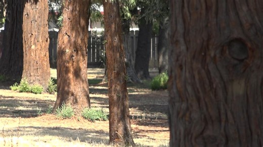 Proposal to cut trees at Lodi's Legion Park sparks questions