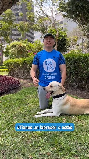 Existen dos tipos de Labrador Retriever: ✨ El Americano — más atlético, veloz y con energía para tres perros juntos. ✨ El Inglés — más robusto, calmado y con carita de “abrázame ya”. Ambos pueden ser amarillo/crema, chocolate o negro, y los dos comparten algo: son puro amor… y pura energía también 😅🐾 ¿Tu labrador necesita quemar esa energía? Nosotros lo paseamos como se merece 😉🐕 #paseodeperros #paseadordeperros #dogdogperu #sabiasque #labradorlover | Dog Dog Paseos Caninos