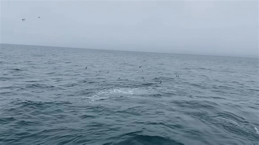 34K views · 531 reactions | Pleats, pecs, and flukes — wow! Now that’s the proper response to a surface-lunging fin whale! 﫶 Turn your phone sideways for this one — and a huge shoutout to passenger Rhiannon Eck for capturing and sharing this absolutely FIN-tastic moment from today! | Dolphin Fleet Whale Watch | Facebook