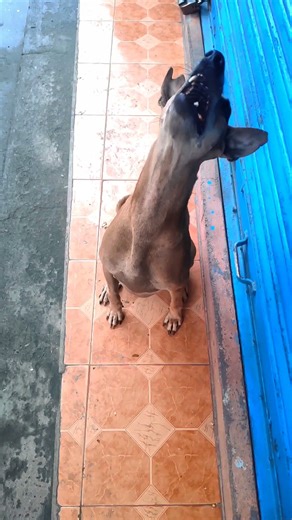 960FPS Slow-Mo | Poco F1 Magic | #phonephotography