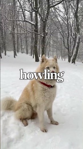 Why Do Dogs Howl Understanding the Wild Instincts and Communication Behind Canine Howling