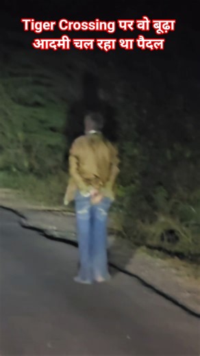 Tiger Crossing पर वो बूढ़ा आदमी चल रहा था पैदल #sariska #tigerreserve #viral #ytshorts #viralshorts