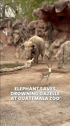 Elephant saves drowning gazelle at Guatemala zoo
