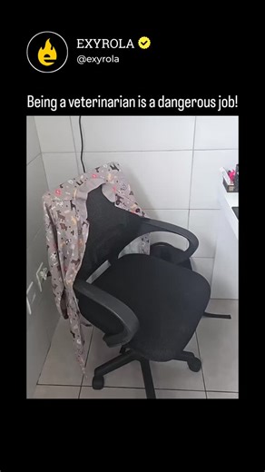 Exyrola on Instagram: "This X post by @CuteAdorableCat (a daily cute cat content curator) features a 15-second video captioned "Being a veterinarian is a dangerous job!" The footage, set in a vet clinic with Snoop Dogg audio playing, shows staff in purple scrubs dramatically suiting up with gloves and a pink cartoon towel as if handling a wild beast—only to cut to a tiny black kitten innocently exploring the floor. The humorous irony underscores the "perils" of the profession. Replies feature am