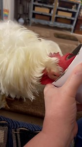 24K views · 2.2K reactions | [WARNING: A/C and fans are on….it’s loud on video (but not in person). Turn your volume down some.] This is three short videos put together of Cotton trying to get a quick chase before bed but got a near collision with the fan instead, then he needed a bedtime drink, then he actually went to bed. Goodnight!! | The Adventures of Cotton the House Rooster | Facebook