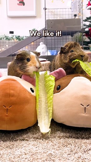 🐾 Step into Cuteness Overload! 🌟 Introducing our ultra-fluffy Guinea Pig Plush Slippers - as soft as mochi and as adorable as our little guinea friends! Perfect for cozying up at home or adding a touch of whimsy to your daily routine. 🏡✨ . 👣 These slippers come in three sizes, ensuring a snug fit for everyone! Not just you, even your guinea pigs can't resist snuggling into them (just keep an eye out for surprise poops! 😂). . 🎁 Ideal for all guinea pig lovers and the perfect gift to wow any