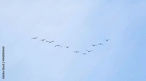 Follow leaders: Flock of geese flying in an imperfect V formation. Slow motion. Birds Geese flying in formation, Blue sky background. Migrating Greater birds flying in Formation