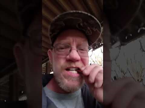 How to clean your elk ivory teeth