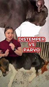 DISTEMPER vs. PARVO 🦠 Let’s differentiate CPV vs CDV ✨ #arahvirtucio #veterinarian #parvo #distemper #cpv #cdv #philippines | Arah Virtucio