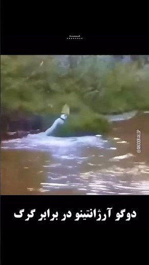 Dogo Argentino vs Wolf 🐺 Dogo build Different