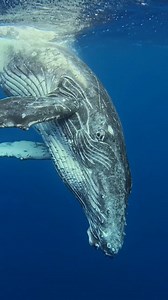 3.6K views · 88 reactions | Baby humpback swims around us, makes eye contact, and ends with a triple breach! ✨ Mom watches protectively below. Magical moment! Tag someone who’d love this! #marinelife #underwatervideo #freediver #whales #oceanlove @j.kowitz https://www.instagram.com/j.kowitz/ | Diving Specials | Facebook