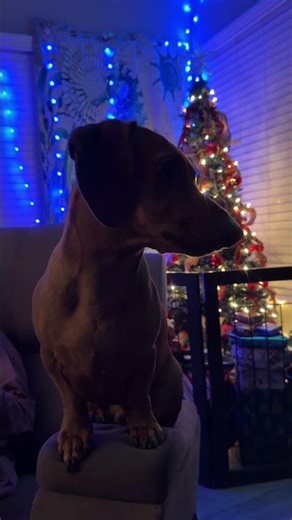 Heinz Rapid Soft Woof #minidachshund #minidoxie #dachshund