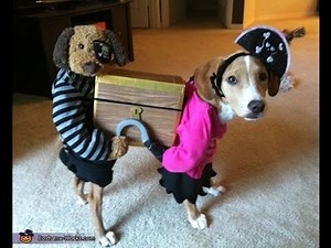 Dog wearing funny costumes - funny video compilation cat and dog wearing halloween costumes 2015