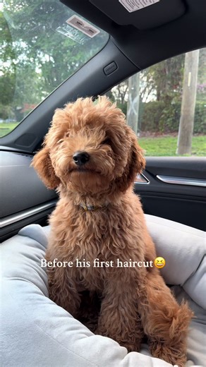 Transformative Golden Doodle Haircut Experience
