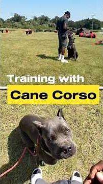 Training with Cane Corso