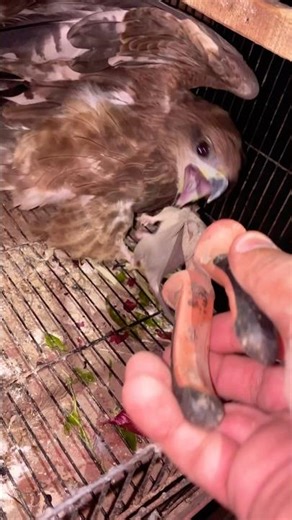 Eagle attack 😨 on Mouse #shorts #viralvideo #shortvideo