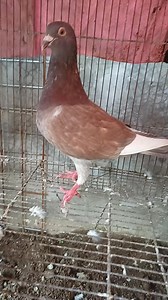 Netoy #pigeon #pigeon101 #kalapati #birds #kalapati #pigeons | BORGA LOFT TV | Facebook