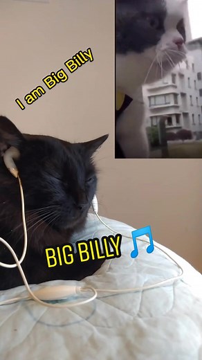 Big Billy Cat Song - Fun and Unique Musical Vibe! 🎵