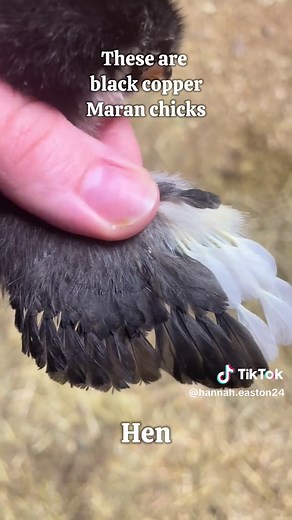 How to Properly Sex Black Copper Marans Chicks