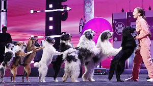 2.5M views · 1.3K reactions | Alexa Lauenburger from America's Got Talent's dogs are so BARKING adorable!  | WLBT 3 On Your Side | Facebook