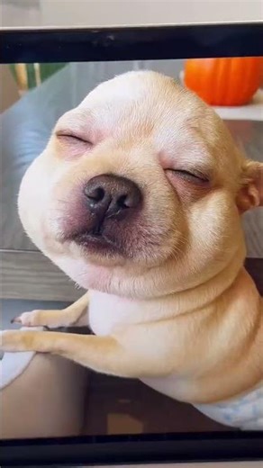 OUR DOG GOT STUNG BY A BEE..😭🐝 *SAD*