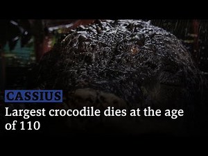 Largest crocodile dies at the age of 110