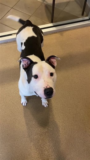 Meet Our Shelter Dogs Looking for Homes in South Carolina