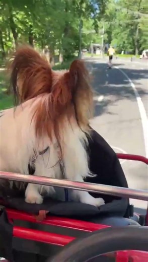 VIP Ride for a Papillon 🚲🐶