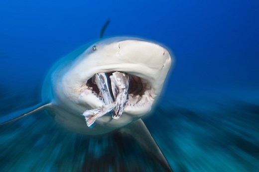 What Do Sharks Eat? Exploring the Shark Food Chain - Discovery UK