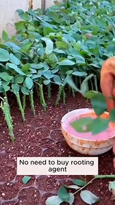 Good tips for stimulating tree roots #gardenlovers #gardenerslife #gardenphotography #gardenlife #gardenbeauty | Gardening Lab