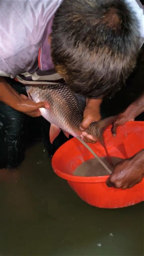 Rohu Fish Breeding #shorts