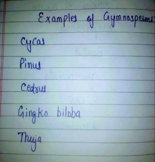 examples of gymnosperms with its features