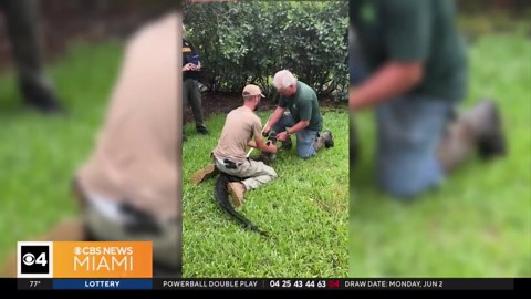 7-foot alligator caught taking dip in Florida couple's pool