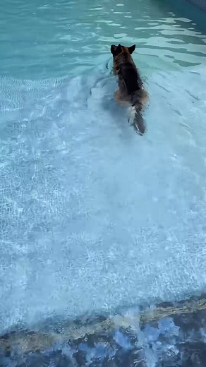 A low-key rising star in the swimming world. Swimming is okay, but I must make sure my paws can touch the ground at all times! #GermanShepherd #SwimmingInTheSummer #CautiousPuppy | Dog laughing | Facebook