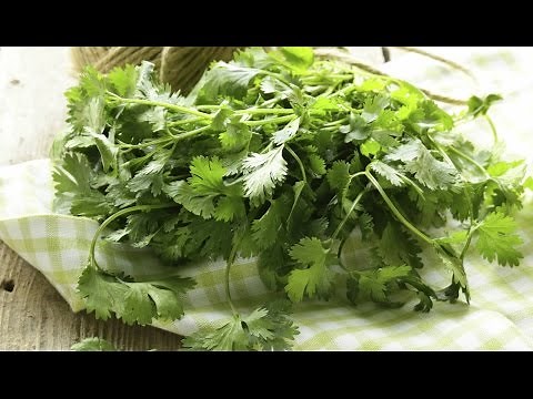 The Basics: How to Use and Store Cilantro
