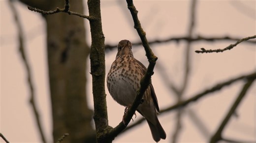 17K views · 1.3K reactions | Mistle thrush in the evening (Turdus viscivorus) | BIRDS & Nature | Facebook