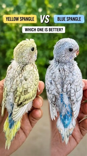 Yellow 💛 vs Blue 💙 कौन Better है? | Spangle Budgie Update 🪽