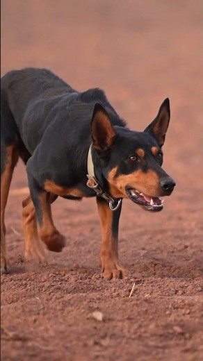 The Australian Working Kelpie in Action