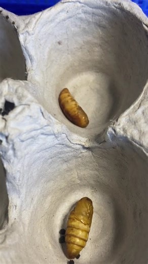 Silk cocoons #silk #silkworm #bug #bugs #cocoon #pupae