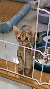 #cat #cute | Beautiful cats