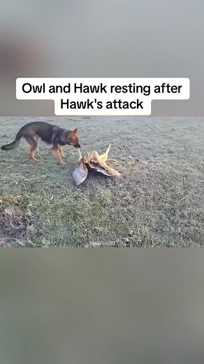 Owl and Hawk Resting After Hawk's Aggressive Move 🦉🦅 #BirdOfPreyEncounter #NaturesAftermath #AvianRest #WildlifeMoment #InterspeciesDrama #UntamedRecovery #FYP