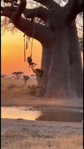 10S HEART STOPPER! LION GRABS THE BABOON MID AIR! 😱🦁🐒
