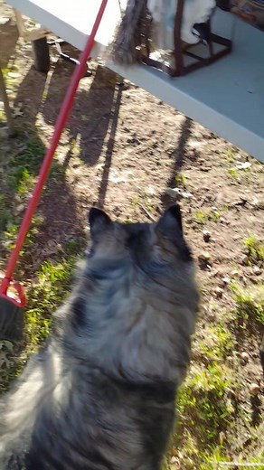 Kittle doesn't know if she wants to help bully Khaleesi or help me put stuff away. | Eric Butler Author