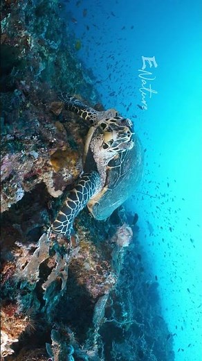 Wild animals | Marine createtures | 🐎 🐠 🐟 HD 4k video | ENature | #naturebeauty #marinelife