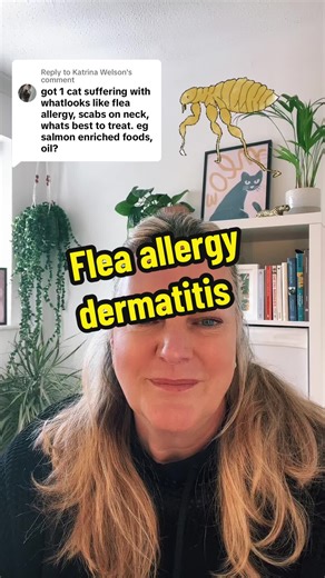 Cat Flea Allergy Dermatitis Prevention Tips