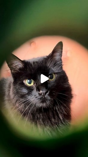 Lauren Dozier | How to make the Coraline button cookies! Start with your favorite cut out sugar cookie recipe. I divided the dough up and dyed each... | Instagram