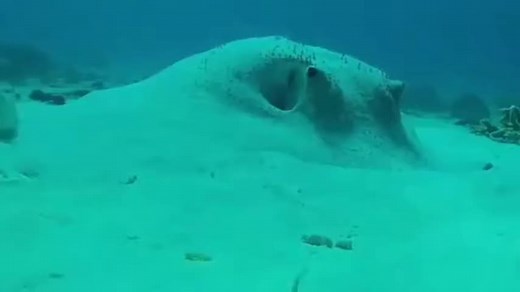 Funny Puffer Fish Meme Compilation