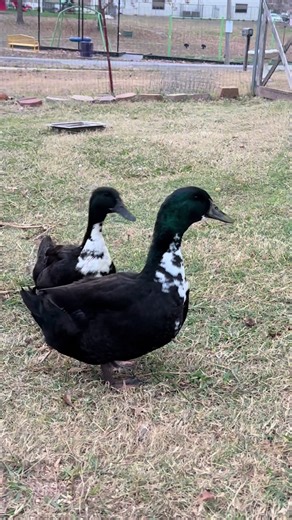 Black Swedish is a big breed of duck #ducksoftiktok #oklahoma #urbanhomestead #fyp #farmlife